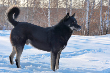 a big black dog for a walk in the woods in winter