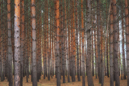 autumn forest close-up