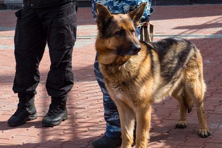 Border security dog composition