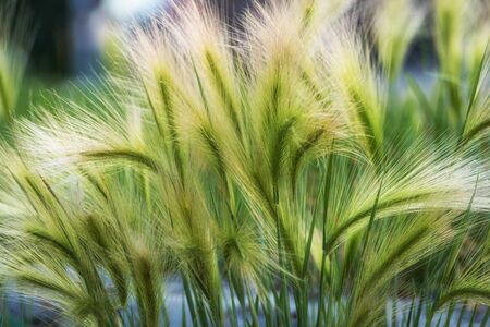 Green grass in a sunny summer day texture and background.の写真素材