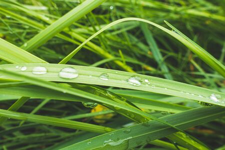 water drops on grass, summer day, green backgroundの写真素材