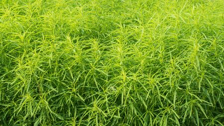 Fresh vibrant green grass, close-up. Natural background.の写真素材