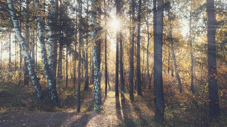 Autumn Forest with sunlight. Beautiful fall background.の写真素材