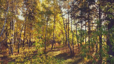 Autumn landscape in the park in the sunny day.の写真素材