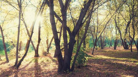 Autumn landscape in the park in the sunny day.の写真素材