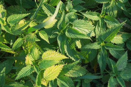 green background, leaves top view.の写真素材