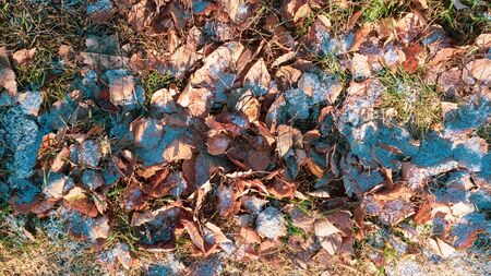 First snow on autumn leaves and green grass.の写真素材