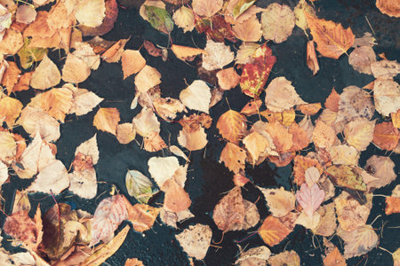 Top view of fallen leaves on ground in forest.