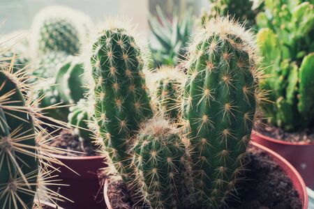 Various cactus in pots close up. Modern room decoration. Cactus house plants.の写真素材