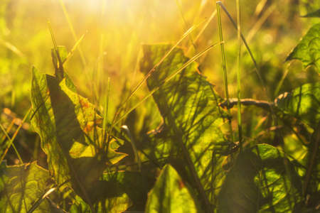 Summer landscape with a field of grass at dawn.Natural green background with selective focus.の写真素材