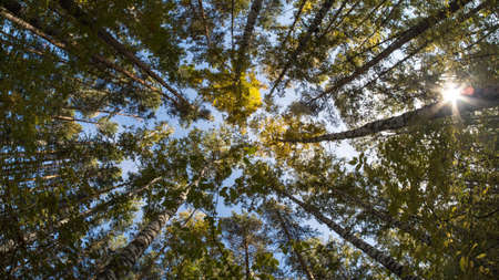 Autumn Deciduous Forest At Dawn.の写真素材