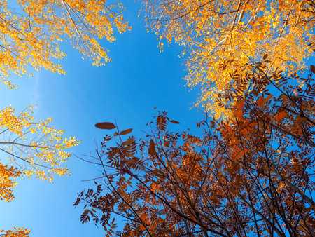 Autumn Deciduous Forest At Dawn.の写真素材