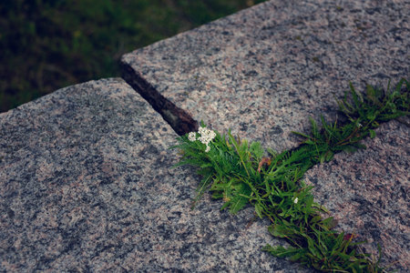 Small white flowers and green grass. Interesting as background and wallpaper.