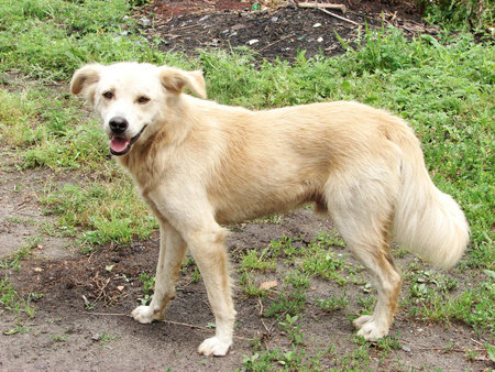 dog looking at photographer