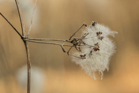 Clematis Virginiana vine fruit in Surrey Hills, England, UK 