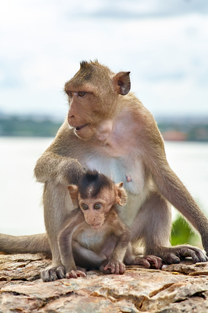 Monkey on the rocks funny close-up Thailandの写真素材