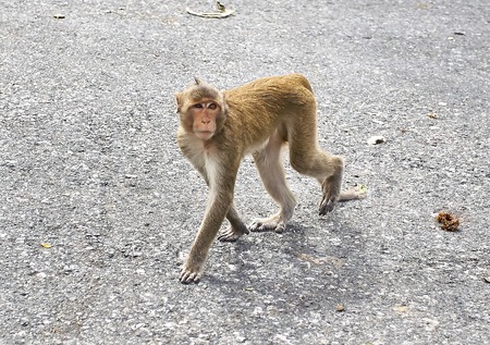 Monkey on the car is eating Thailandの写真素材