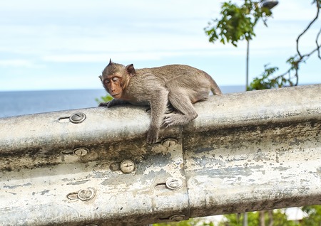 Monkey on the car is eating Thailandの写真素材