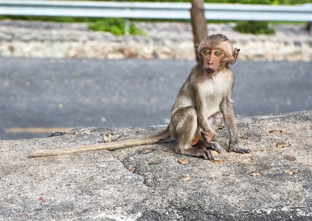 Monkey on the car is eating Thailandの写真素材