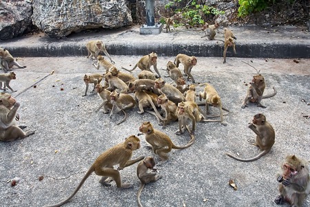 Monkey on the car is eating Thailandの写真素材
