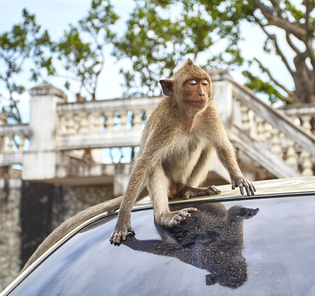 Monkey on the car is eating Thailandの写真素材
