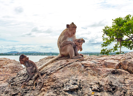 Monkey on the car is eating Thailand