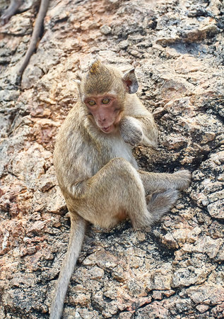 Monkey on the car is eating Thailand