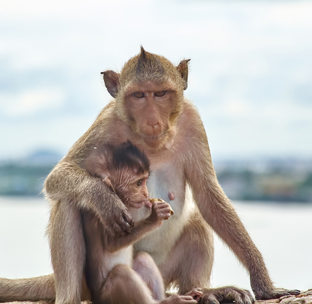 Monkey on the car is eating Thailandの写真素材