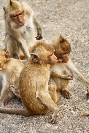 Monkey on the car is eating Thailandの写真素材