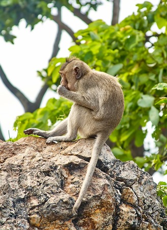 Monkey on the car is eating Thailandの写真素材