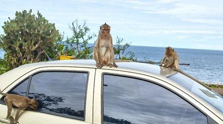 Monkey on the car is eating Thailandの写真素材