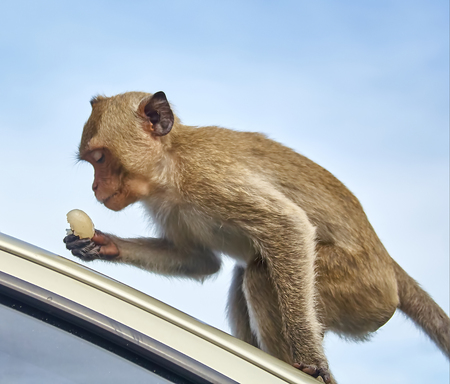 Monkey on the car is eating Thailandの写真素材