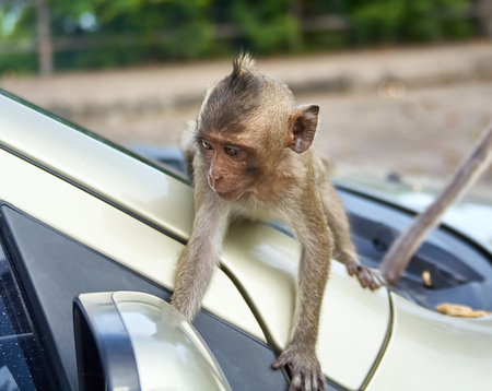 Monkey on the car is eating Thailandの写真素材