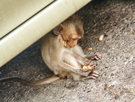Monkey on the car is eating Thailandの写真素材