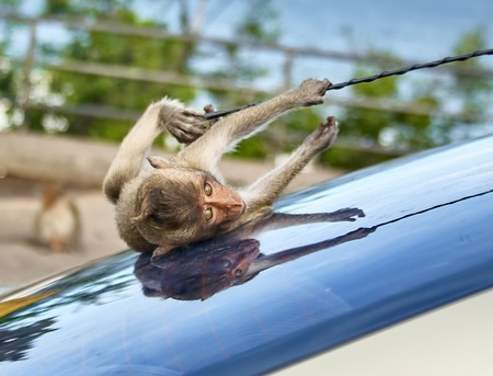 Monkey on the car is eating Thailandの写真素材