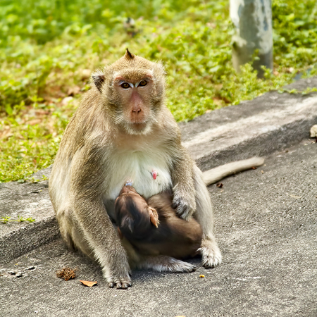 Monkey on the car is eating Thailandの写真素材
