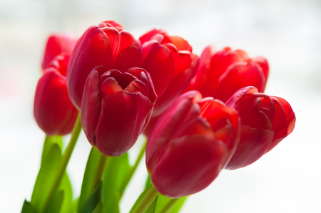 Bouquet of red tulips in natural in backlight. Not yet opened spring tulips with soft edges and blurry milky  background.の写真素材