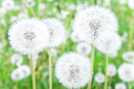Meadow of ripe dandelions. Ripe white round weedy dandelion with hundreds of seeds.の写真素材