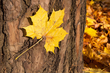 Single yellow maple leaf on a tree trunk in autumn with a blurred background of dry leaves.  The...