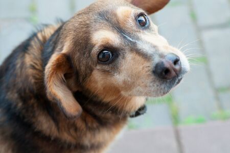 Affectionate dog looking directly at the camera. The dog from the shelter looks straight into the soul. Cute little dog with ears down and sad look. Faithful four-legged friend. Pet protection conceptの写真素材