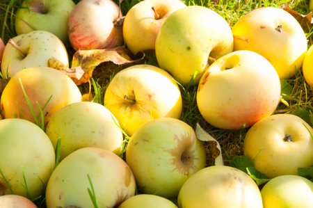 Many  yellow juicy ripen apples on a grass on a sunny day. Pesticide-free organic sweet apples fell on grass after ripening. Time to harvest healthy and vitamin-rich fruits.の写真素材