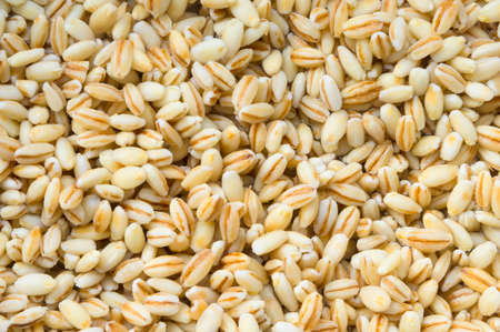 Pearl barley after wash with water for cooking porridge. Raw barley seeds background. Top view.の写真素材