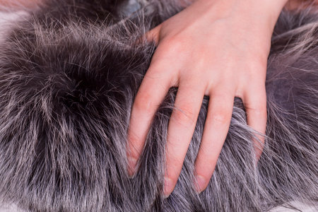 Young woman hand on natural raccoon fluffy fur.の写真素材
