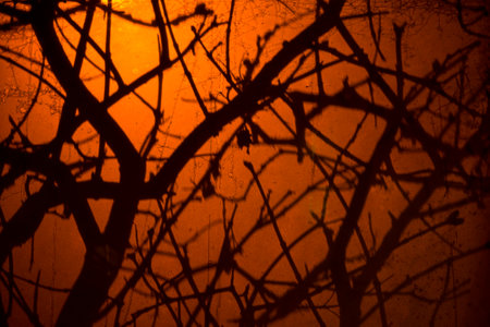 Shadows from the branches of bare trees.  Tree branches silhouettes on frosty window in the evening. Orange glow from the lantern. Halloween concept.の写真素材