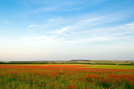 poppy fieldの写真素材