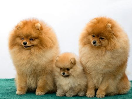 three pomeranian dogsの写真素材