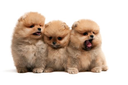 Three sitting pomeranian spitz puppies, isolated on whiteの写真素材
