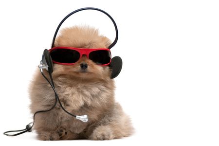 A pomeranian spitz is wearing sunglasses and headphones; isolated on white backgroundの写真素材