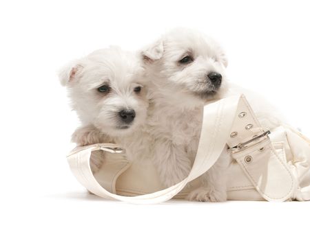 Two west highland white terrier puppies are sitting in the purseの写真素材
