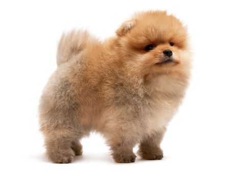 A standing single pomeranian spitz puppy; isolated on white backgroundの写真素材